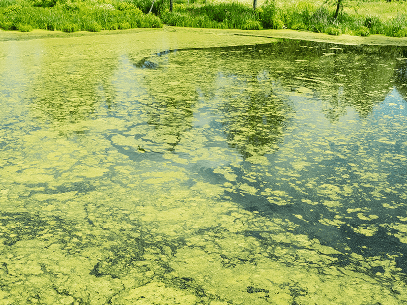 Rapid Algae Blooms