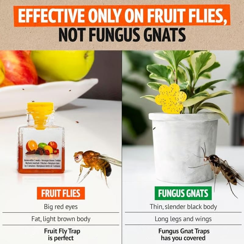 LAST DAY BUY 2 GET 1 FREE🔥Ultra-Strong Fruit Fly Trap - User Friendly (Up to 3 Weeks per Bottle)