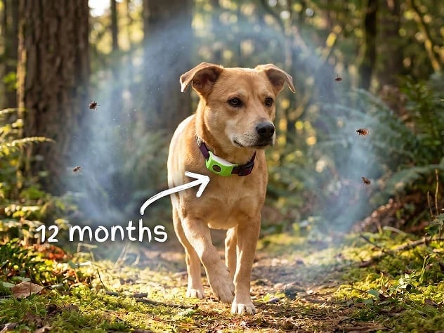 HOT SALE 50% OFF-⭐12 Months Flea and Tick Free